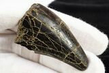 Fossil Tyrannosaurus (Trex) Premaxillary Tooth - South Dakota #310207-5